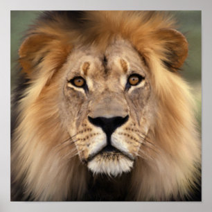 Der Löwe Poster