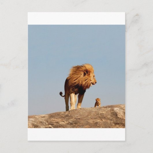 Der Löwenkönig ( Adult Löwe und Cub ) Postkarte (Vorderseite)