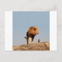 Der Löwenkönig ( Adult Löwe und Cub )