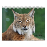 Der Luchs
