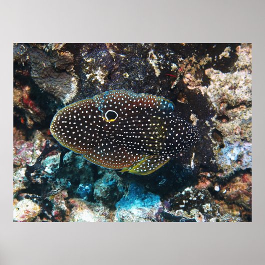 Der lusive Comet Poster (Vorne)