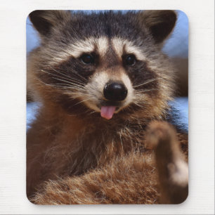 Der lustige Waschbär, der es haftet, ist Zunge Mousepad