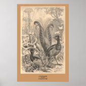 Der Lyre-Vogel Poster (Vorne)