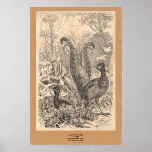 Der Lyre-Vogel Poster