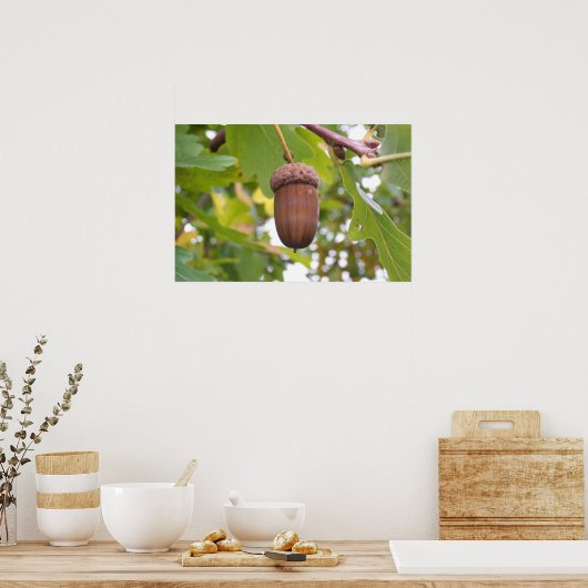 Der mächtige Acorn in einem Eichenbaum Poster (Küche)