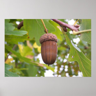 Der mächtige Acorn in einem Eichenbaum Poster