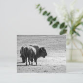 Der mächtige Büffel Postkarte (Stehend Vorderseite)