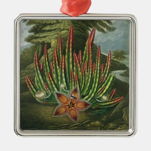 Der Made-Lager Stapelia, graviert durch Stadler, Ornament Aus Metall (Vorne)