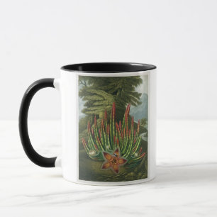 Der Made-Lager Stapelia, graviert durch Stadler, Tasse