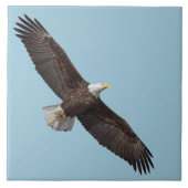 Der majestätische Adler Fliese (Vorderseite)