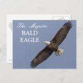 Der majestätische Adler Postkarte (Vorne/Hinten)