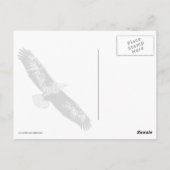 Der majestätische Adler Postkarte (Rückseite)