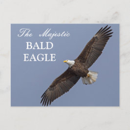Der majestätische Adler Postkarte