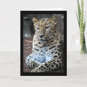 Der majestätische Leopard Karte