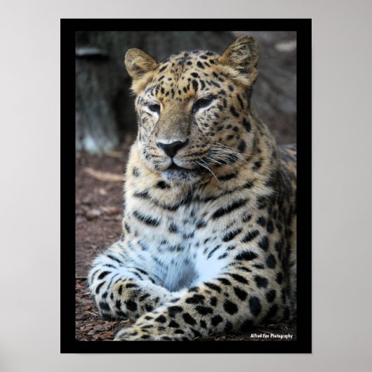 Der majestätische Leopard Poster (Vorne)