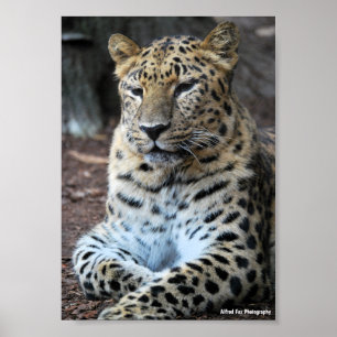 Der majestätische Leopard Poster