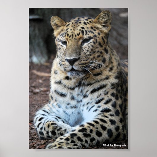 Der majestätische Leopard Poster (Vorne)