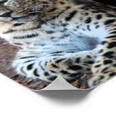 Der majestätische Leopard Poster (Ecke)