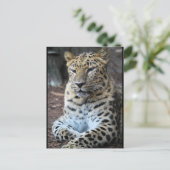 Der majestätische Leopard Postkarte (Stehend Vorderseite)
