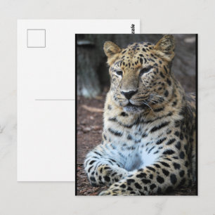 Der majestätische Leopard Postkarte