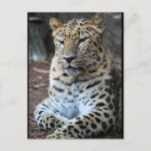 Der majestätische Leopard Postkarte (Vorderseite)