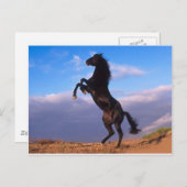 Der majestätische schwarze Hengst Postkarte (Vorne/Hinten)