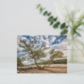Der Mangrovenbaum Postkarte (Stehend Vorderseite)