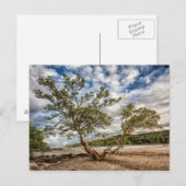 Der Mangrovenbaum Postkarte (Vorne/Hinten)
