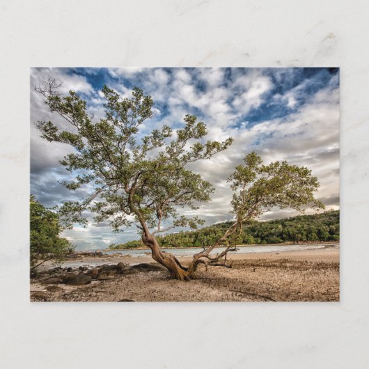 Der Mangrovenbaum Postkarte (Vorderseite)