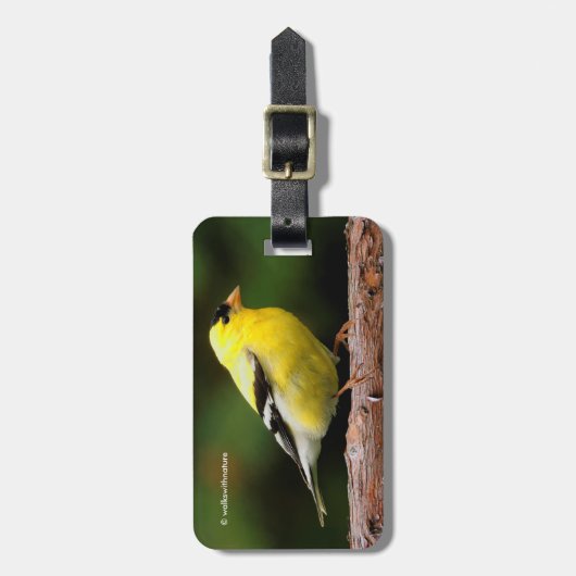 Der männliche amerikanische Goldfinch auf dem Arbu Gepäckanhänger (Vorderseite vertikal)