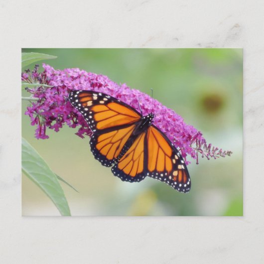 Der männliche Monarch im Schmetterling Bush Postkarte (Vorderseite)