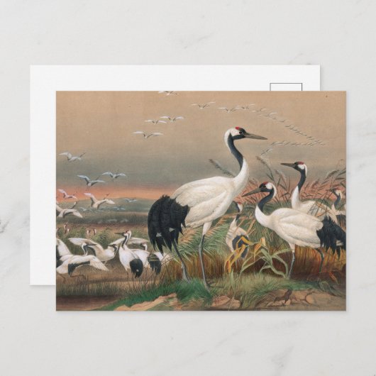 Der mantchurische Kranich von Joseph Wolf Postkarte (Vorne/Hinten)