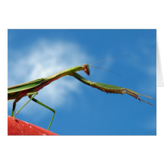 Der Mantis