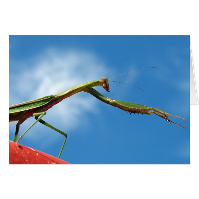 Der Mantis (Vorderseite (Horizontal))