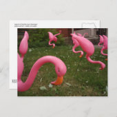 Der März der rosa Flamingos-Postkarte Postkarte (Vorne/Hinten)