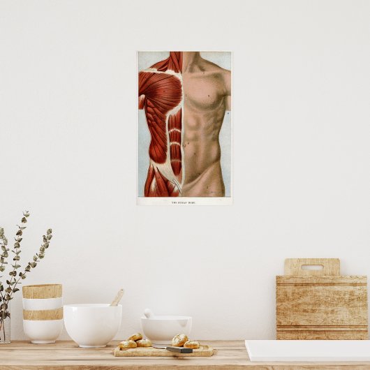 Der menschliche Körper Poster (Küche)