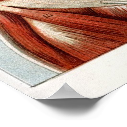 Der menschliche Körper Poster (Ecke)