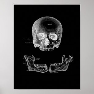 Der menschliche Schädel und Kiefer Anatomie Druck Poster