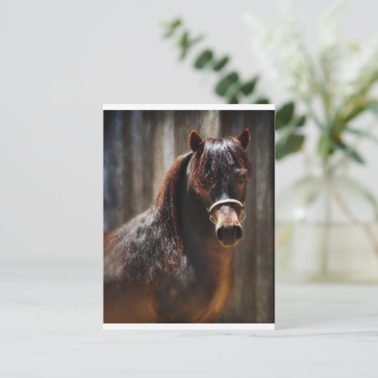 Der Mini-Stallion Postkarte (Stehend Vorderseite)