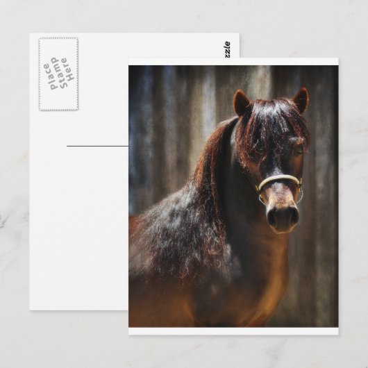 Der Mini-Stallion Postkarte (Vorne/Hinten)