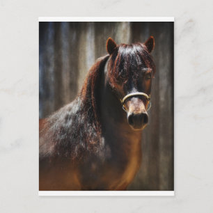 Der Mini-Stallion Postkarte
