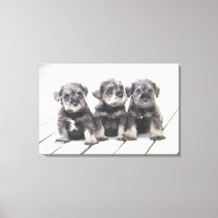 Der Miniaturschnauzer ist eine kleine Hunderasse Leinwanddruck