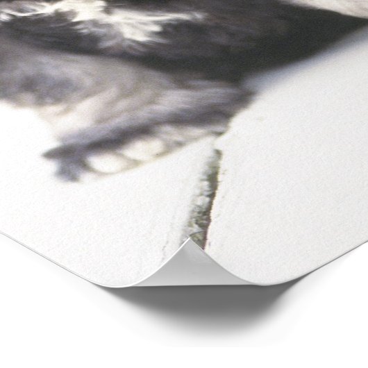 Der Miniaturschnauzer ist eine kleine Hunderasse Poster (Ecke)