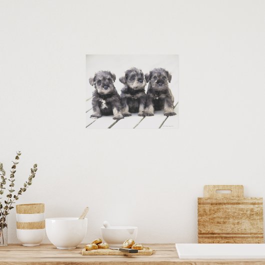 Der Miniaturschnauzer ist eine kleine Hunderasse Poster (Küche)