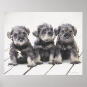 Der Miniaturschnauzer ist eine kleine Hunderasse Poster (Vorne)