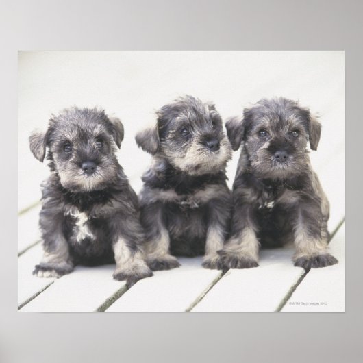 Der Miniaturschnauzer ist eine kleine Hunderasse Poster (Vorne)