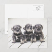 Der Miniaturschnauzer ist eine kleine Hunderasse Postkarte (Vorne/Hinten)