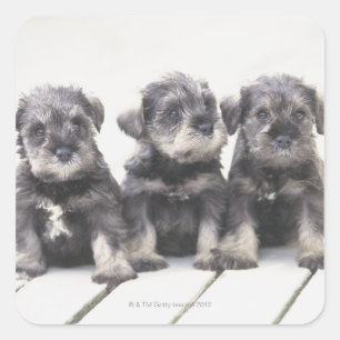 Der Miniaturschnauzer ist eine kleine Hunderasse Quadratischer Aufkleber