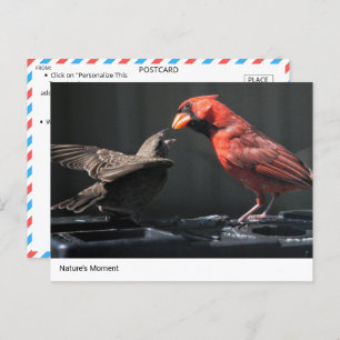 Der Moment der Natur: Kardinal- und Funkeninterakt Postkarte