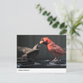 Der Moment der Natur: Kardinal- und Funkeninterakt Postkarte (Stehend Vorderseite)